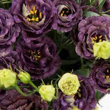 Lisianthus Roseanne Black Pearl Seeds for Planting - Heirloom, NON-GMO Flower Seeds - Rare & Elegant Blooms