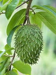 Fresh Green Soursop Fruit Seed for Planting and Cultivatng Tropical Fruit Trees, Heirloom Seeds