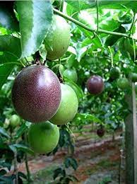 Purple Passiflora Incarnata Heirloom Non-GMO Fruit Seeds for Planting