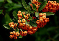 Orange Firethorn (pyracantha coccinea) Fruit Seeds - Grow Hardy, Colorful Firethorn Berries