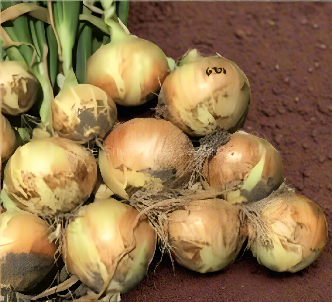 Yellow Onion Vegetable Seeds for Planting – Heirloom, Non-GMO Vegetable Seeds