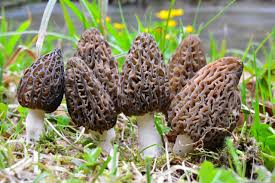 Mixed Morel Mushroom Vegetable Seeds for Planting – Deep Brown Variety 100 pcs