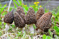 Mixed Morel Mushroom Vegetable Seeds for Planting – Deep Brown Variety 100 pcs