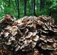 Maitake (Hen of the Woods) Mushrooms Vegetable Seeds for Home & Garden Planting – High Yield & Easy to Grow 100 pcs