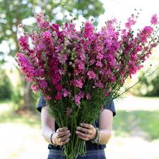 Galilee Carmine – Organic Larkspur Seed