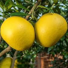 Chandler Pomelo Fruit Seeds for Planting -Sweet Citrus Trees for Your Garden, GMO Free