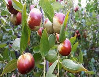 Honey Jar Jujube Fruit Seeds for Planting – Heirloom and GMO Free Seeds for Beautiful Home Garden