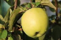 Antonovka apple Malus domestica seeds for hardy orchard garden