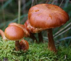 Orange Brown Mushroom Agaricus bisporus for planting in home garden