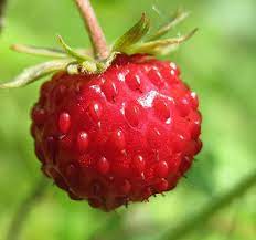 Fragaria vesca wild strawberry seeds