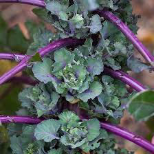 Purple Kalettes Brassica oleracea seeds for kitchen garden planting