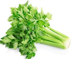 Utah Celery Apium graveolens seeds for garden planting