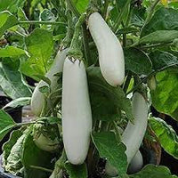 White Long Brinjal Eggplant Solanum melongena for planting in home garden
