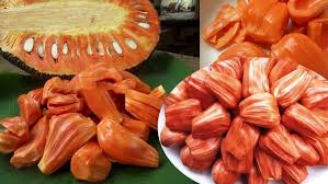 Orange jackFruit Seeds for planting
