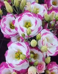 Sapphire Pink Eustoma (Lisianthus) Flower Seeds for Planting - Heirloom, NON-GMO Seeds for planting in home garden
