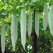 Snake Gourd Suakwa Trichosanthes cucumerina seeds for trellis garden planting