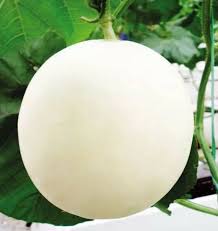 White muskmelon Fruit Seeds for planting