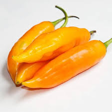 Aji Amarillo Capsicum baccatum for planting in spice garden