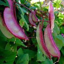 Heirloom Purple Hyacinth Bean Seeds for Planting heirloom & Non-GMO Seeds