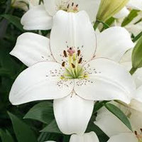Organic Heirloom Non-GMO Lilium Regale Seeds for Planting – Healthy Vibrant Blooms