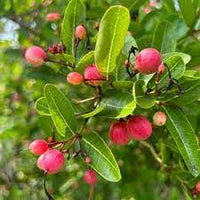 Rare/Carissa Carandas/Karonda Vinegar Fruit Seeds for Planting – Tangy and Exotic Carandas Seeds for your Home Garden