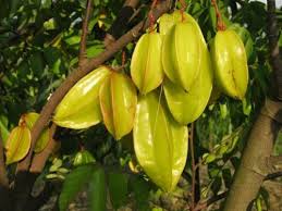 Thai Starfruit Averrhoa Carambola Fruit Seeds for Planting - Tangy and Exotic Fruit for your Backyard Orchid