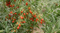 Lush Goji Berry Plant Seeds - Perfect for Health-Conscious Gardeners 100 pcs