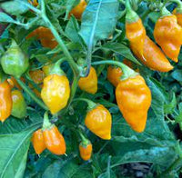 Augustine Minorcan Datil Hot Pepper Plant Seeds – Small Yet Spicy Peppers 100 pcs