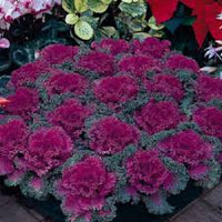 Pink Nagoya Kale Seeds for Planting heirloom & Non-GMO Seeds