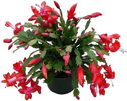 Red Schlumbergera Flower Seeds for Planting – Heirloom Non-GMO Christmas Cactus Seeds