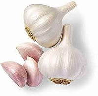White Garlic Allium sativum seeds for herb garden planting