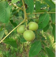 Green walnut plant seeds