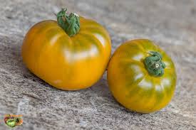 Orange Green Tomato Solanum lycopersicum for planting in balcony