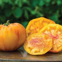 Gold Tomato Solanum lycopersicum seeds for garden planting