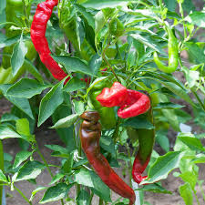 Red Nardello Pepper Capsicum annuum seeds for garden planting