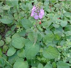 Pink United Mint Mentha × piperita seeds for herb garden planting