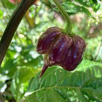Purple Death Pepper Capsicum chinense seeds for garden planting