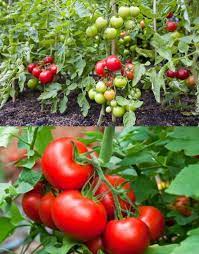 Early Tomato Fruit Seeds - Enjoy Fresh, Juicy Tomatoes Right from Your Garden - heirloom & Non GMO Seeds