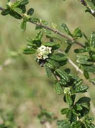 Nashia Inaguensis Seeds for Planting - Green Variety - heirloom & Non GMO Seeds