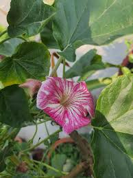 Organic Stellulifera Flower Seeds for Planting – Heirloom, Non-GMO