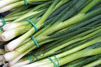 Green Spring Onions (Scallions) Vegetable Seeds for Planting - 100 pcs