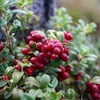 Bonsai Vaccinium Macrocarpon Seeds or Cranberry Seeds for Planting - A Compact Berry Plant for Indoor Spaces 100 pcs