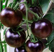 Purple Tomato Seeds for Planting - Unique Vegetable - heirloom & Non GMO Seeds