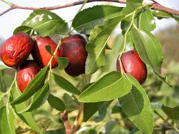 Asian Date Jujube Ziziphus spinosa seeds for planting in home garden