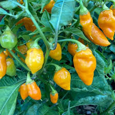 Datil Pepper Capsicum chinense seeds for planting in spicy gardens