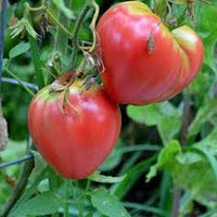 Oxheart Pink Tomato Solanum lycopersicum seeds for container planting