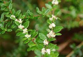 Nashia inaguensis seeds for ornamental garden planting