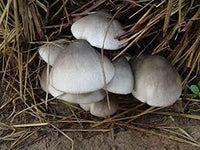 White Volvariella mushroom spores for indoor planting