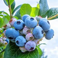 Rabbiteye Blueberries Fruit Seeds for Planting and Growing Delicious Berries at your Home Garden