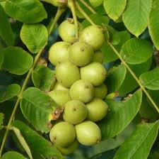 Green Walnut Plant Seeds - Grow Your Own Nut Trees with High-Quality Seeds 100 pcs
